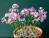 <em>Allium acuminatum</em>
